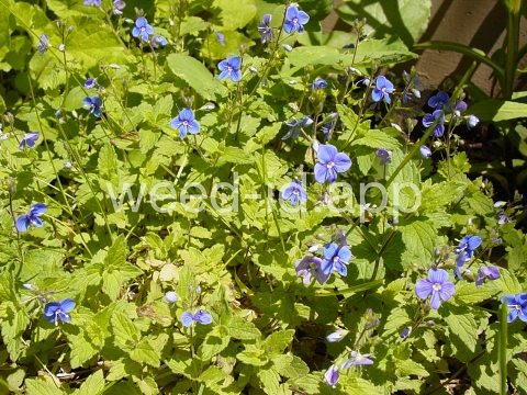 speedwell, germander